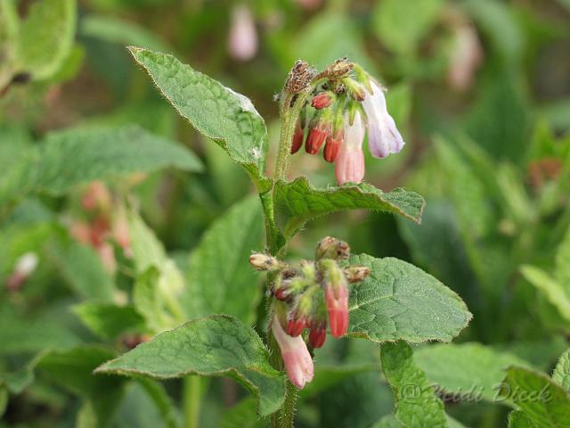 Symphytum grndifl Hidcote Pink.JPG